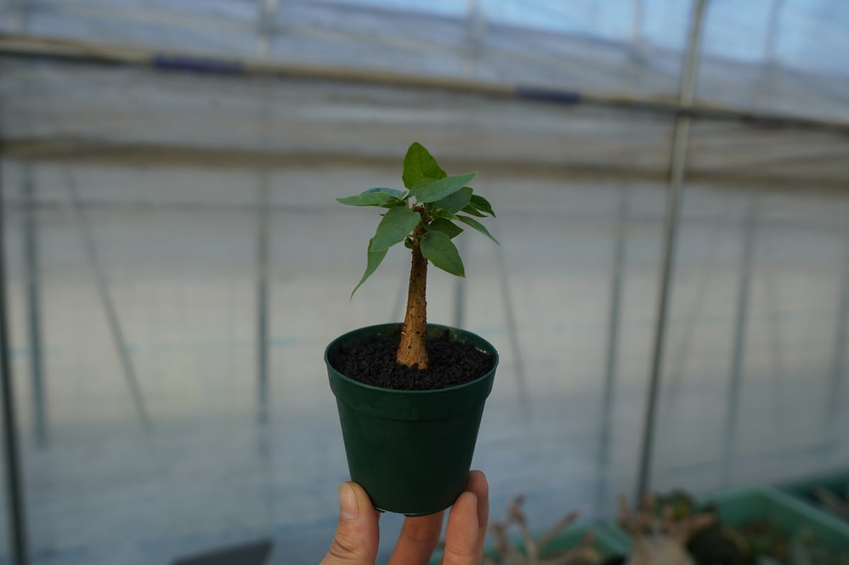 フィカス パルメリー Ficus palmeri | mana's farm:塊根植物