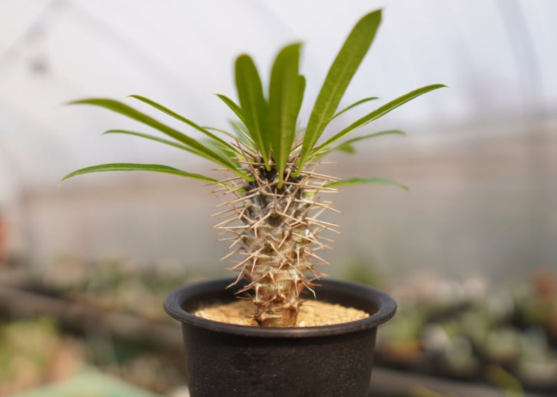 パキポディウム ラメリー | mana's farm:塊根植物・アガベ・ドライ