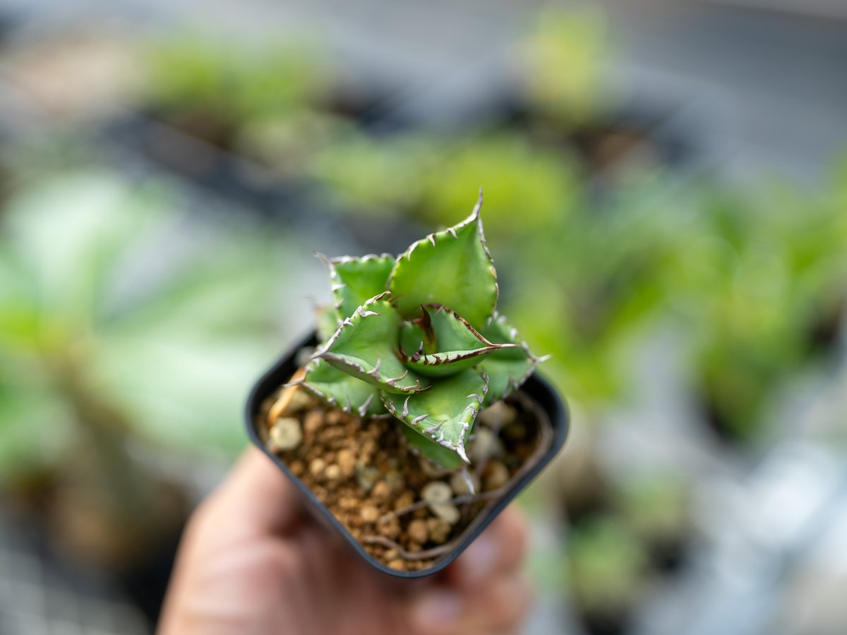 loop plants オテロイ実生　斑入り　アガベ loop plants オテロイ実生 斑入り アガベ アガベ オテロイ 実生【399