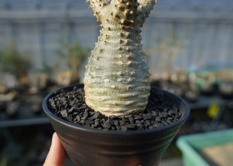 パキポディウム　マカイエンセ　扁平　No.2 パキポディウム マカイエンセ NO.2 | mana's farm:塊根植物