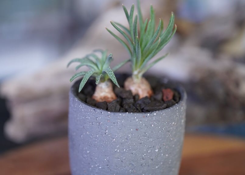 Bulbine margarethae | mana's farm:塊根植物・アガベ・ドライガ