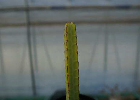 ユーフォルビア　ヘテロクロマ　Euphorbia heterochroma No.2