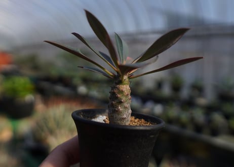 ユーフォルビア　パキポディオイデス　Euphorbia pachypodioides　NO.1
