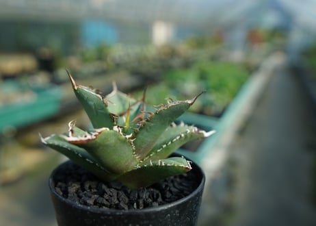 アガベ　チタノタ　FO-76　Agave titanota  FO-76　No.3