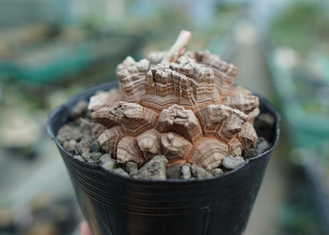 【長谷川園芸産】亀甲竜　Dioscorea elephantipes　No.6