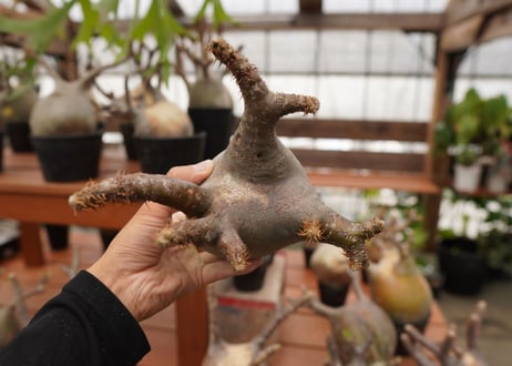 パキポディウム　グラキリス　Pachypodium gracilius　抜き苗　№112