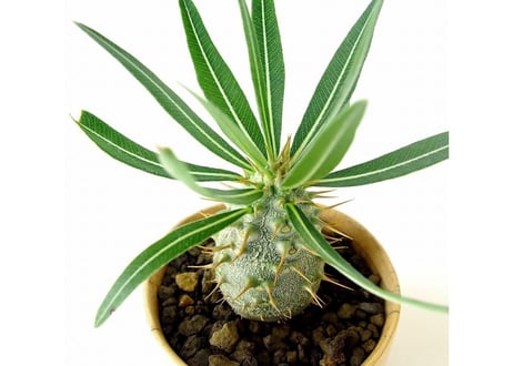Pachypodium rosulatum   パキポディウム　ロスラーツム