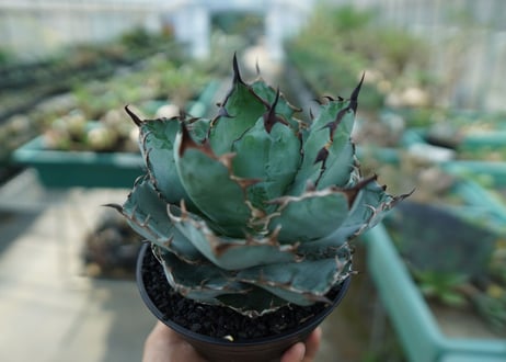 アガベ　チタノタ　 ブラックアンドブルー 　Agave titanota black and blue　No.8