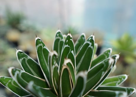 アガベ　笹の雪　Agave victoriae reginae