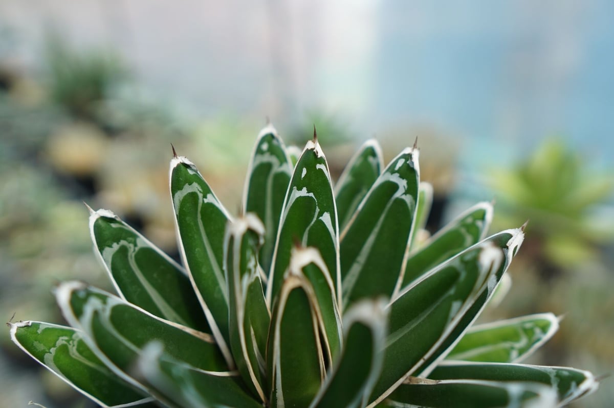 【1株】 笹の雪 victoriaereginae アガベ 笹の雪 Agave victoriae reginae | mana's farm:塊