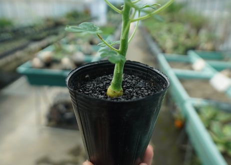 アデニア　グラウカ　Adenia glauca  No.9