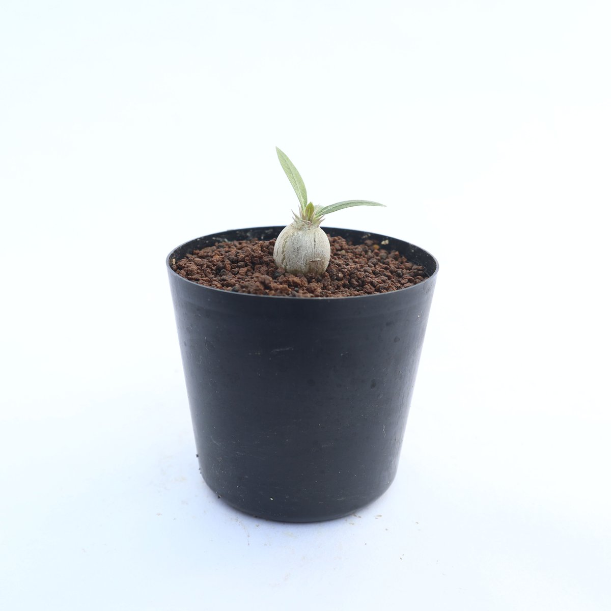 パキポディウム 恵比寿大黒 | mana's farm:塊根植物・アガベ・ドライ