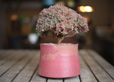 エケベリア  ジャイアントブルー 石化　 Echeveria  Giant Blue