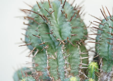 Euphorbia horrida