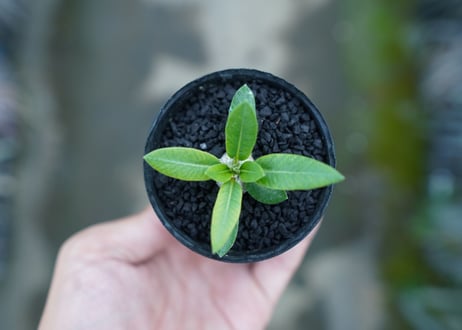 パキポディウム　恵比寿笑い　Pachypodium brevicaule　No.7