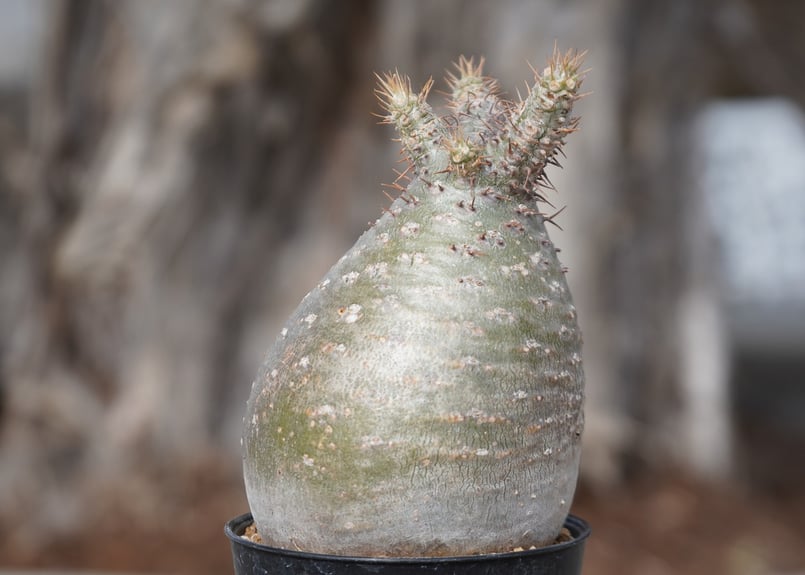 パキポディウム グラキリス No.8 | mana's farm:塊根植物・アガベ