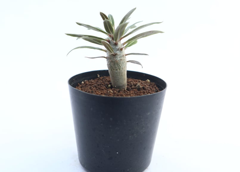パキポディウム カクチペス 実生 | mana's green:塊根植物販売