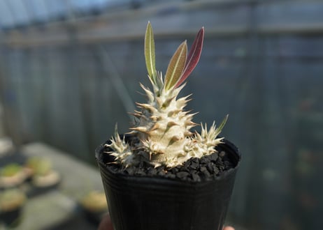 パキポディウム　ロスラツム　Pachypodium rosulatum