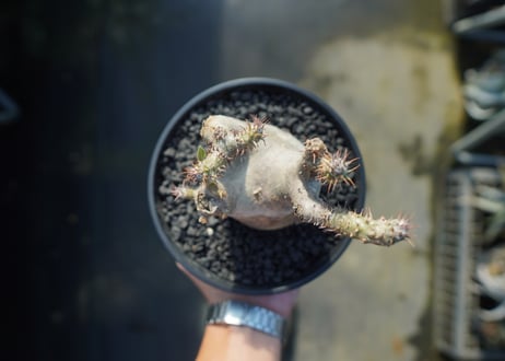 パキポディウム マカイエンセ　Pachypodium makayense　No.3