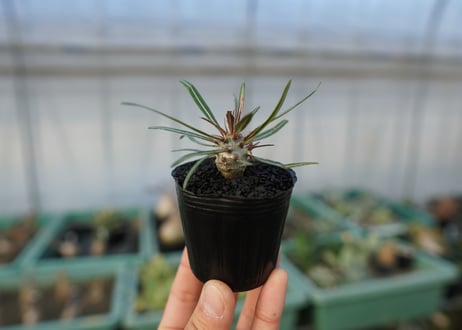 パキポディウム　グラキリス　 Pachypodium Gracilius  No.4