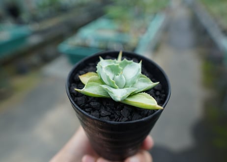 アガベ　王妃雷神錦　Agave　“Ohi Raijin Nishiki ”
