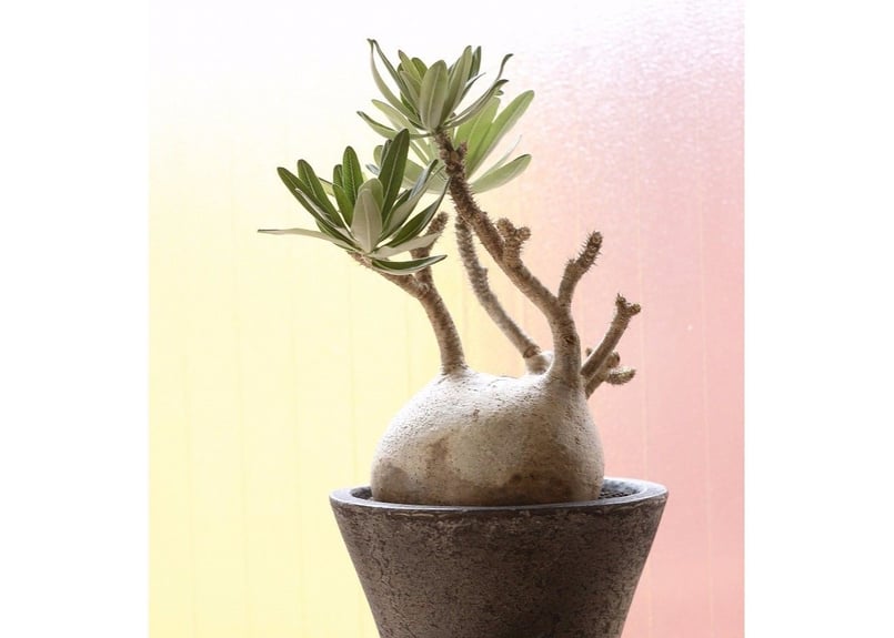 パキポディウム グラキリス 白肌 | mana's green:塊根植物販売 パキポディウム グラキリス 白肌 | mana's green:塊根植物販売