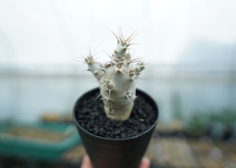 パキポディウム　サンデルシー　Pachypodeium saundersii　No.1