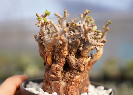 Ceraria pygmaea ケラリア ピグマエア　No.8