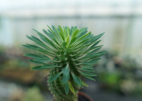 ユーフォルビア　ソテツキリン "パイナップルコーン"　Euphorbia sotetsukirin  No.6