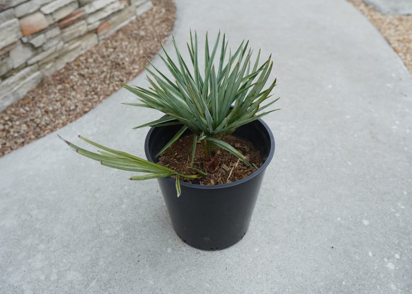 チャメロプス セリフェラ Chamaerops humilis var. Cerifera