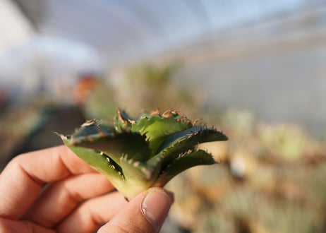 agave titanota ソーラーエクリプス　 NO.1