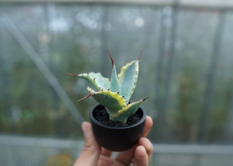 【抜き苗】アガベ 怒雷神錦　Agave potatorum verschaffeltii  No.2