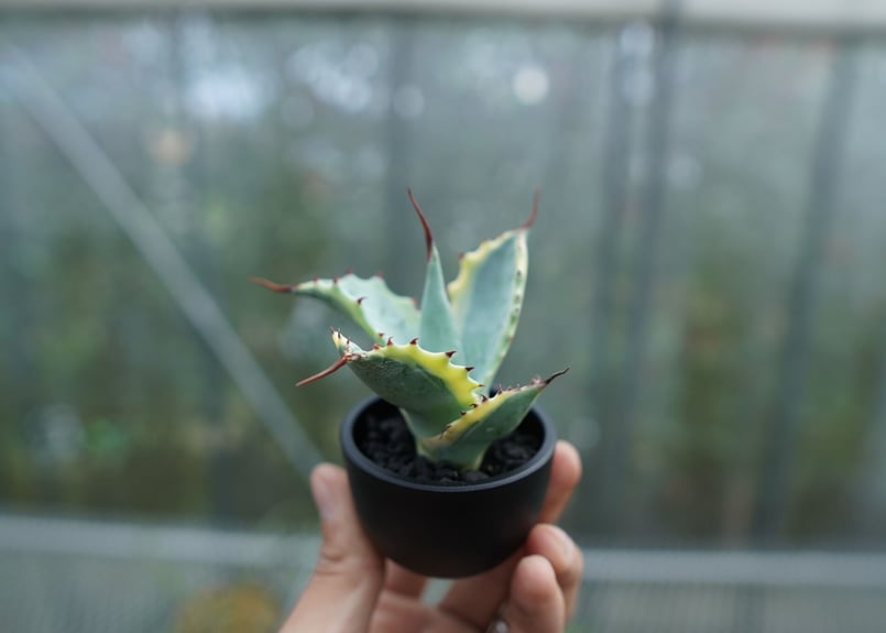 抜き苗】アガベ 怒雷神錦 Agave potatorum verschaffeltii N