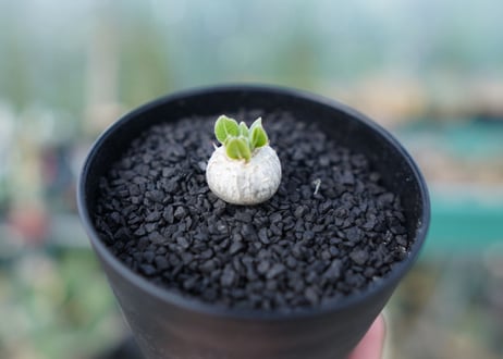 パキポディウム　恵比寿笑い　Pachypodium brevicaule　No.1