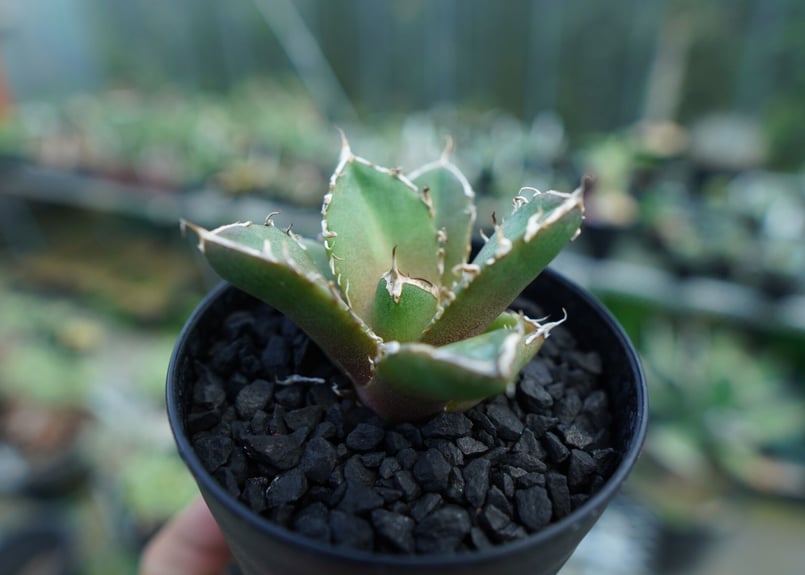 アガベ チタノタ 鬼爪雪峰 Agave titanota “Onitsume Yukimin