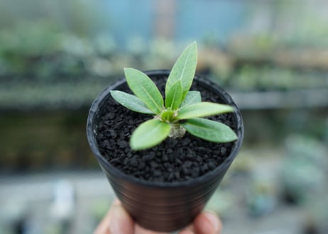 パキポディウム　恵比寿笑い　Pachypodium brevicaule　No.7