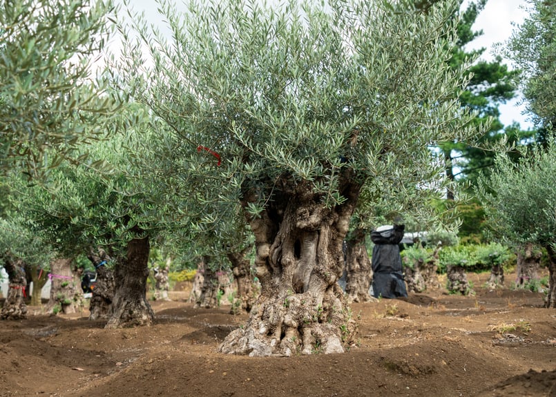商談中。【超太幹】これぞ古木の風格｜代表選抜・輸入オリーブ《一点物