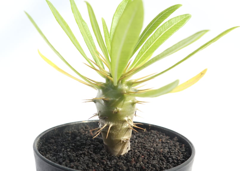 パキポディウム アンボンゲンセ | mana's farm:塊根植物・アガベ