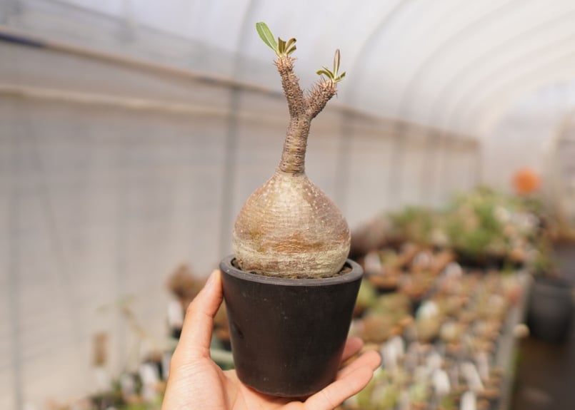 塊根植物 新芽付き　パキポディウム　グラキリス 塊根植物 新芽付き パキポディウム グラキリス k*a様 塊根植物