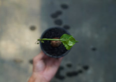 亀甲竜　Dioscorea elephantipes No.1