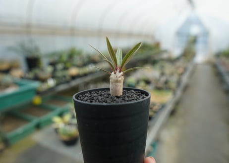 パキポディウム　グラキリス　 Pachypodium Gracilius  No.1