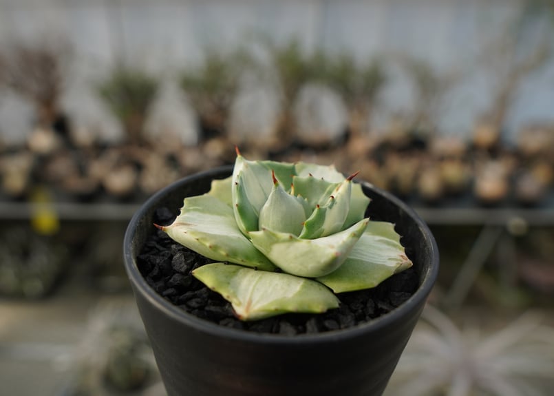 アガベ 王妃雷神錦 白中斑 Agave “Ohi Raijin Nishiki Shirona