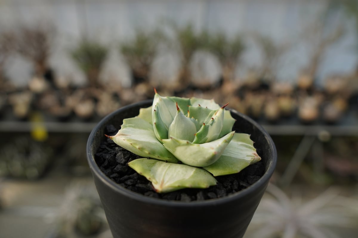 アガベ 王妃雷神錦 白中斑 Agave “Ohi Raijin Nishiki Shirona