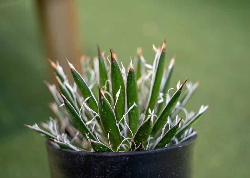 アガベ　シディゲラ アガベ フィリフェラ シディゲラ agave filifera ssp. schidigera