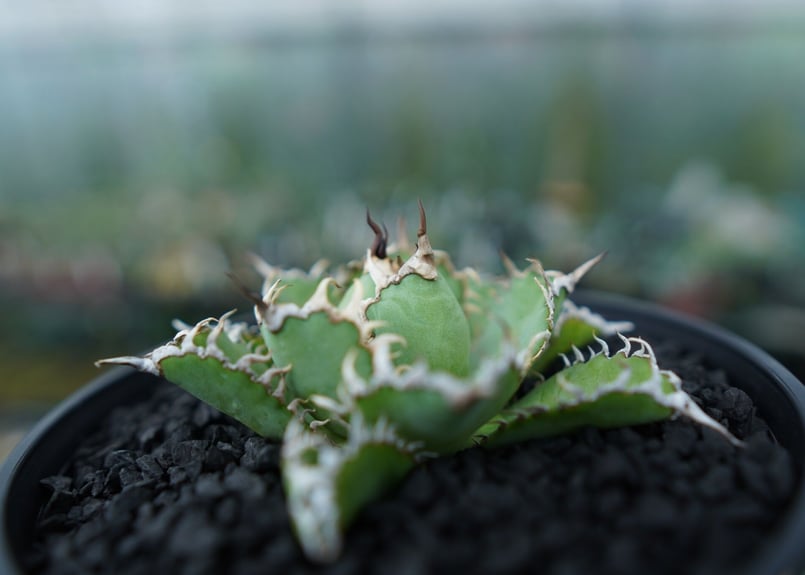 アガベ チタノタ フィリグリー agave titanota filigree No.4 |