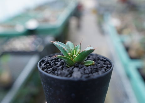 アガベ　チタノタ　FO-76　Agave titanota  FO-76　No.30