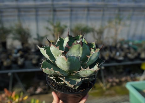 アガベ　チタノタ　 ブラックアンドブルー 　Agave titanota black and blue  No.1