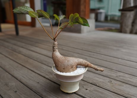 フィランサス　ミラビリス　Phyllanthus mirabilis