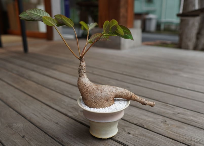 フィランサス ミラビリス Phyllanthus mirabilis | mana's far