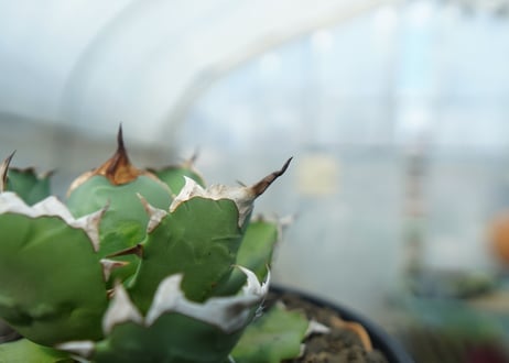 アガベ　チタノタ　ドワーフ　agave titanota  dwarf　No.2